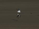 Ringed Plover 