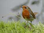 Robin, Cotehele Gardens