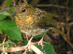 Juvenile Robin - Slapton Sands