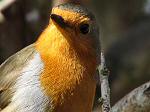 Robin, Cotehele Gardens