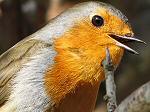 Juvenile Robin - Slapton Sands