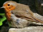 Robin, Saltram