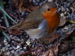 Robin, Saltram