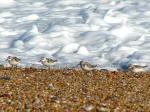 Sanderling Slapton Sands