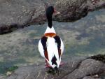 Shelduck