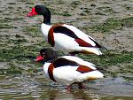 Shelduck