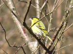 Siskin