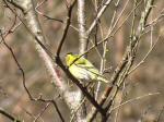 Siskin