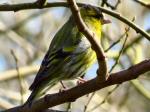 Siskin