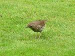 Song Thrush, Cotehele Gardens