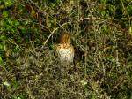 Song Thrush