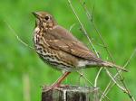 Song Thrush