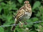 Song Thrush