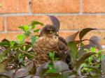 Sparrowhawks