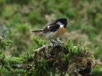 Stonechat