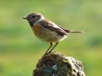 Stonechat