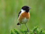 Stonechat