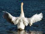 Swan - Slapton Ley