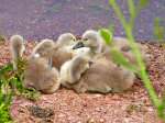 Cygnets, Slapton Ley