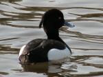 Tufted Duck - Male, Slapton Ley