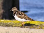 Turnstones, Padstow