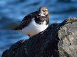 Turnstone