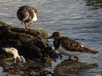 Turnstone