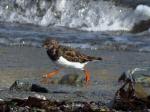 Turnstone