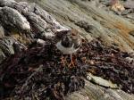 Turnstone