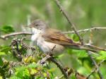 Whitethroat