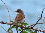 Whitethroat