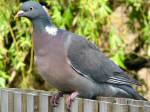 Wood Pidgeon