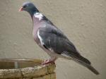 Wood Pigeon