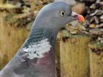 Wood Pigeon