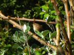 Wren