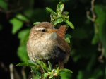 Wren