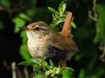 Wren