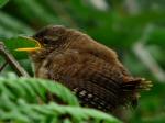 Wren