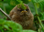 Wren