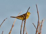 Yellowhammer, Rame Head