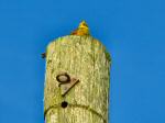 Yellowhammer, Whitsand bay