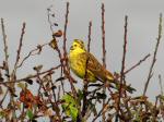 Yellowhammer, Whitsand bay