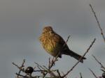 Female Yellowhammer, Rame Head