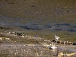 Black-tailed Godwit