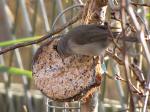 Blackcap