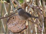 Blackcap