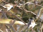 Blackcap