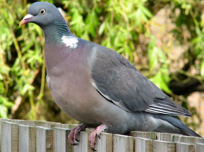 Wood Pigeon