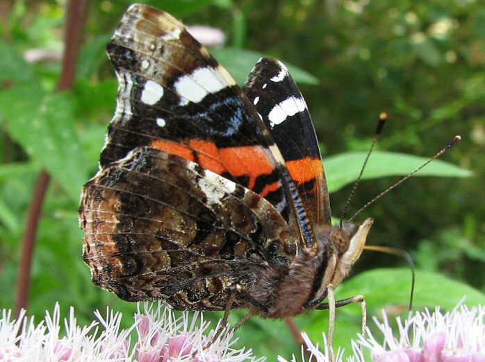 Red Admiral, Slapton Ley