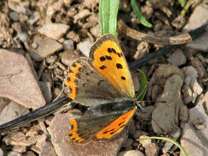 Small Copper - Slapton Ley